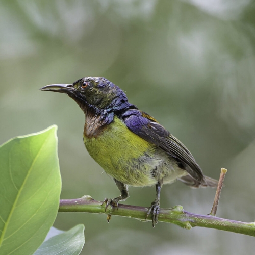 Những người chơi chim, một thú vui tao nhã hiện nay